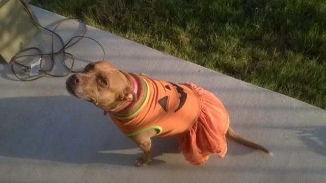 14192733_930556600406474_3950721415268577724_n